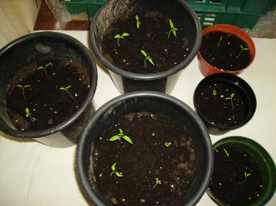 Jessies Mini Garden - Alicante Tomato Seedlings
